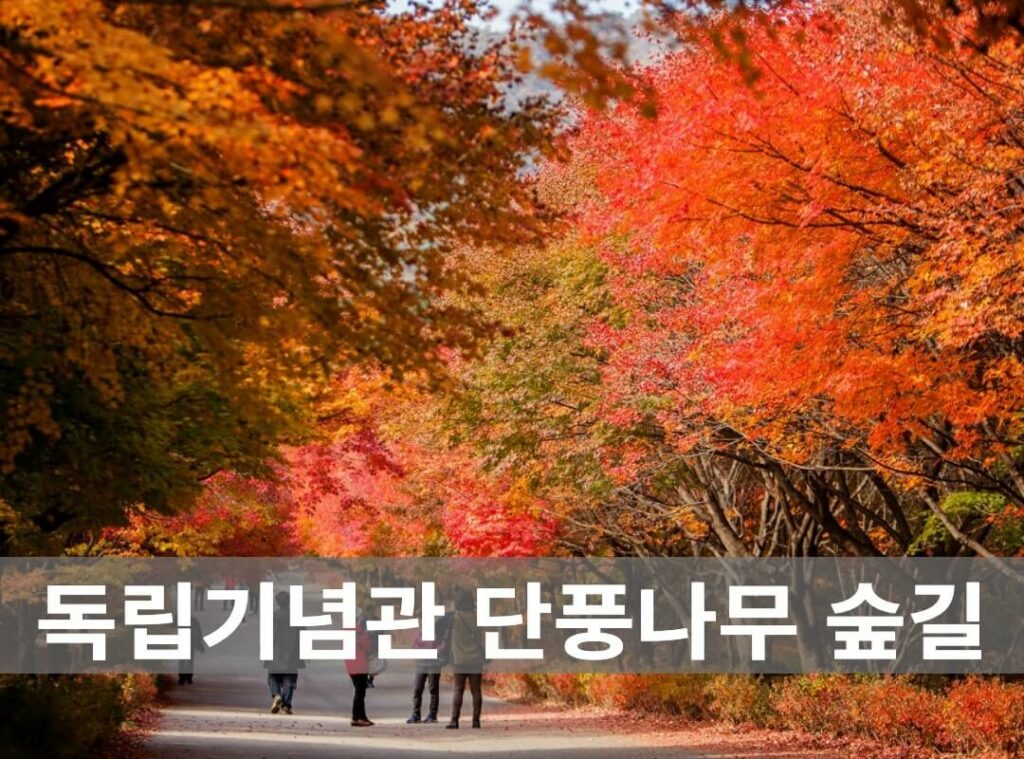 천안 독립기념관 단풍나무 숲길