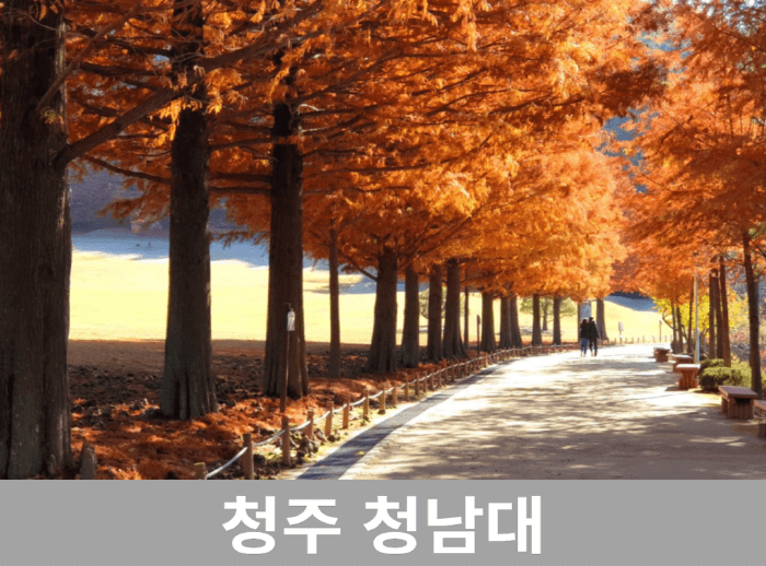 충청도 단풍여행 명소 청주 청남대 단풍길