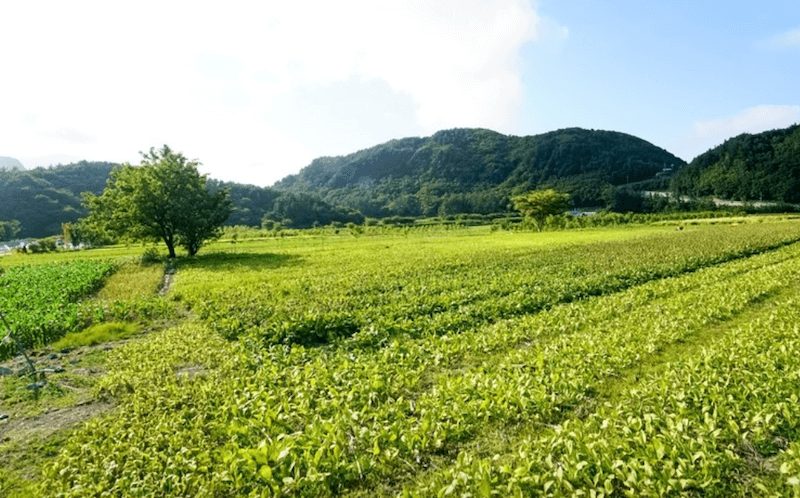 울릉도 나리분지 전경